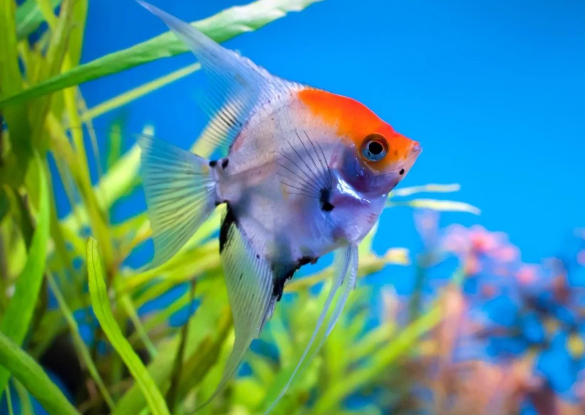 Koi Angelfish